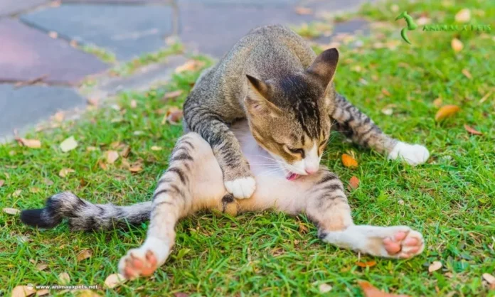 Les Boules De Poils Sont-Elles Dangereuses