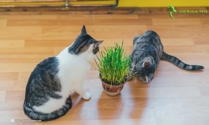 Cataire ou Herbe à Chats