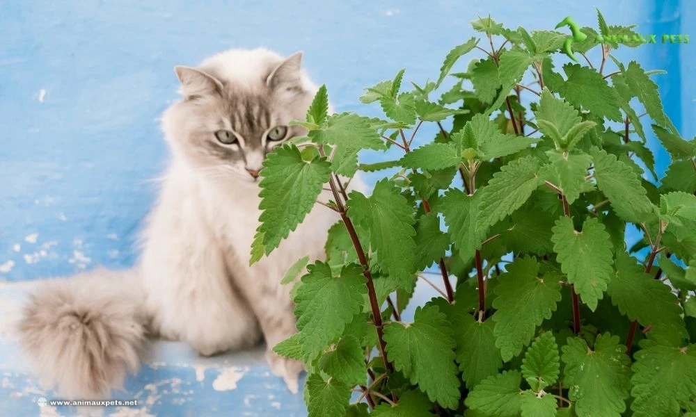 Cataire ou Herbe à Chats