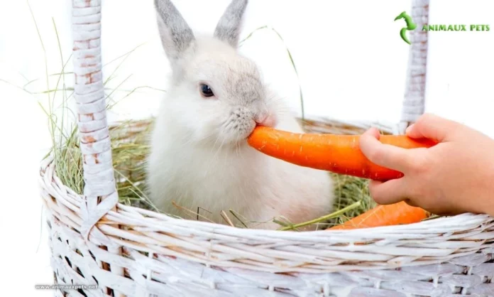 Aliments toxiques pour les lapins