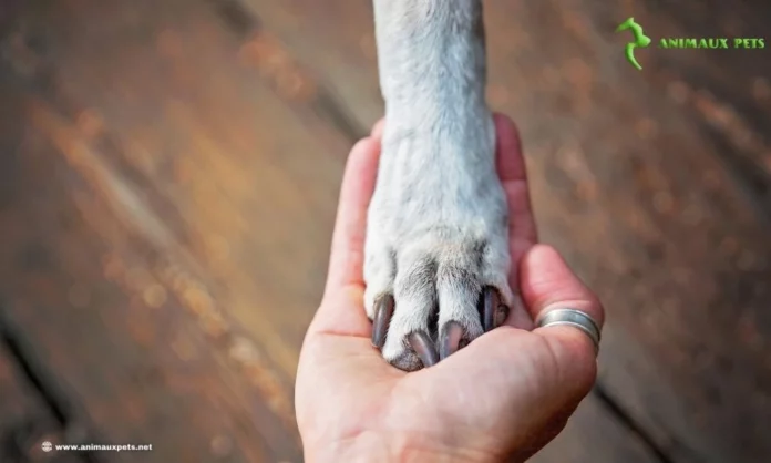 L'Incroyable Attente de Rosita, le Pit Bull Abandonné