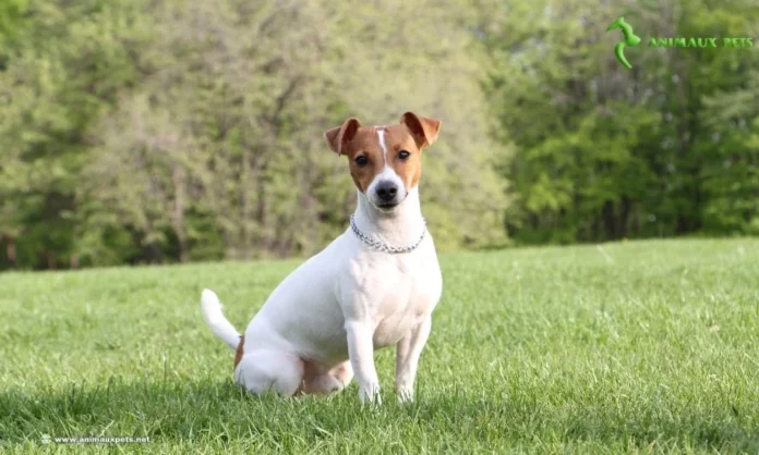 Le Race Du Chien Jack Russell Terrier