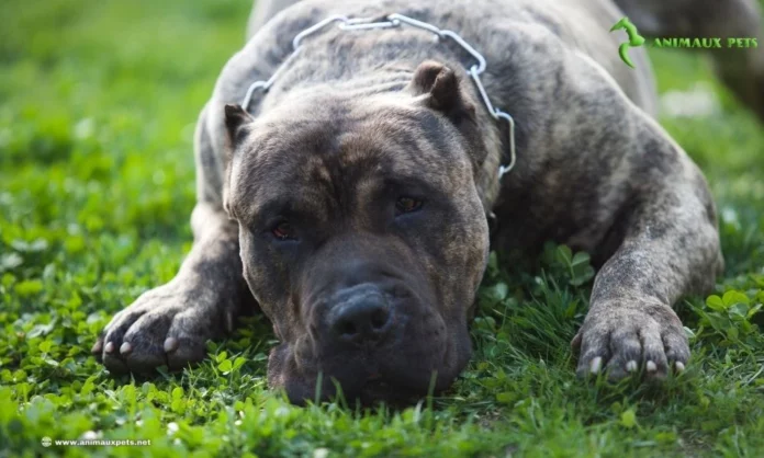 Chiens de Catégorie 1 et 2