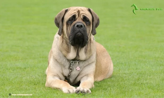 Découvrez le Race De Chien Mastiff