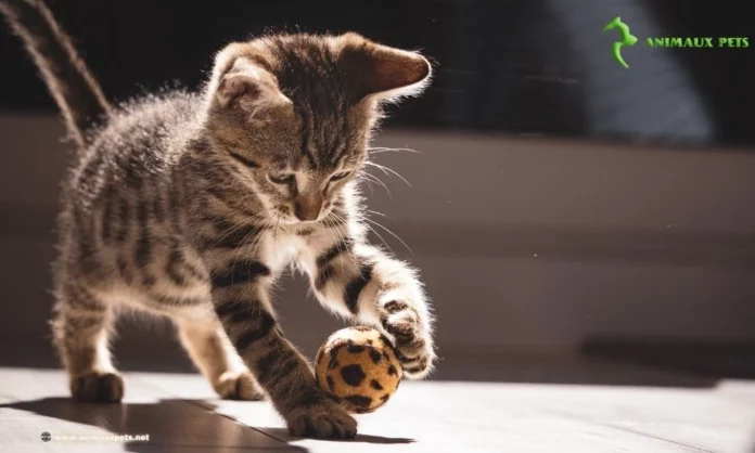 Le Système Immunitaire Chez le Chat