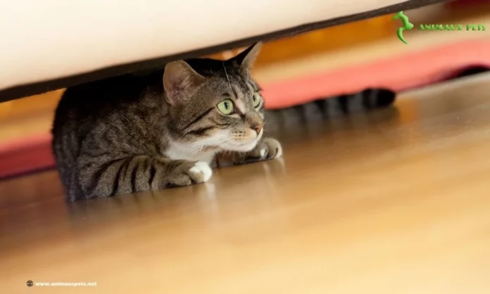 Comment traiter l'anxiété chez le chat ?