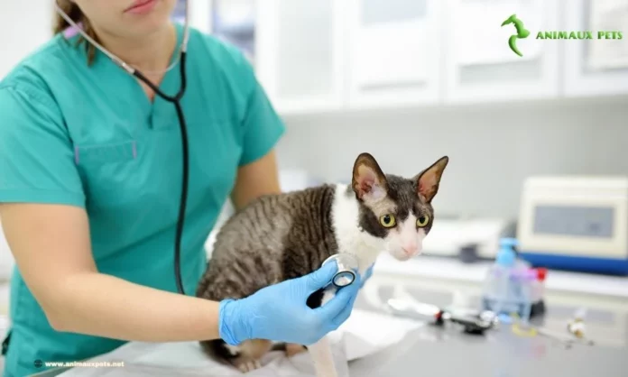 Formation médicale appliquée aux chats