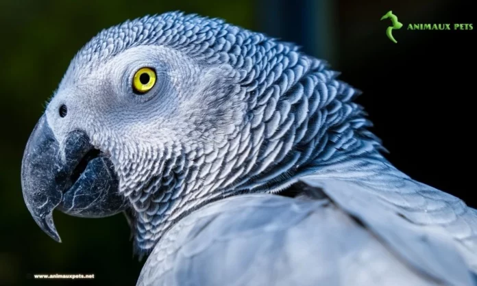 Le Perroquet Gris du Gabon