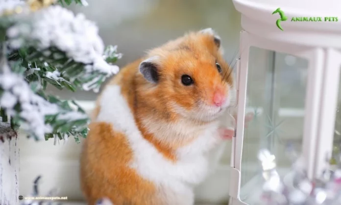 5 Races de Hamster Peut Elevées Comme Animaux Domestiques