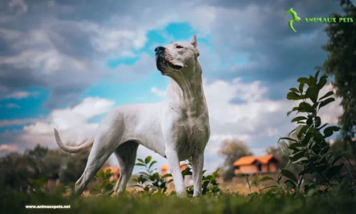 Découvrez le Race De Chien Dogue argentin