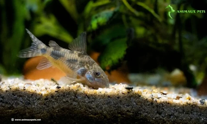 élever Le Poissons Corydoras Paleatus