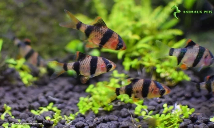 Le Poissons Barbus de Sumatra en aquarium