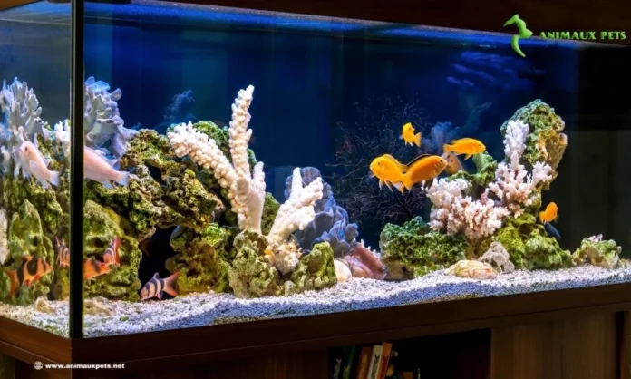 10 meilleures poissons d'aquarium