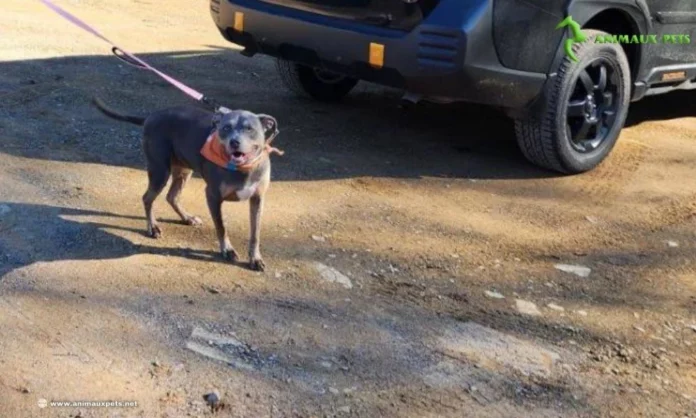 Une femme adopte un chien après 7 ans au refuge