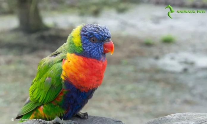 Découvrir l'élevage le oiseaux de lori dans un grand volière