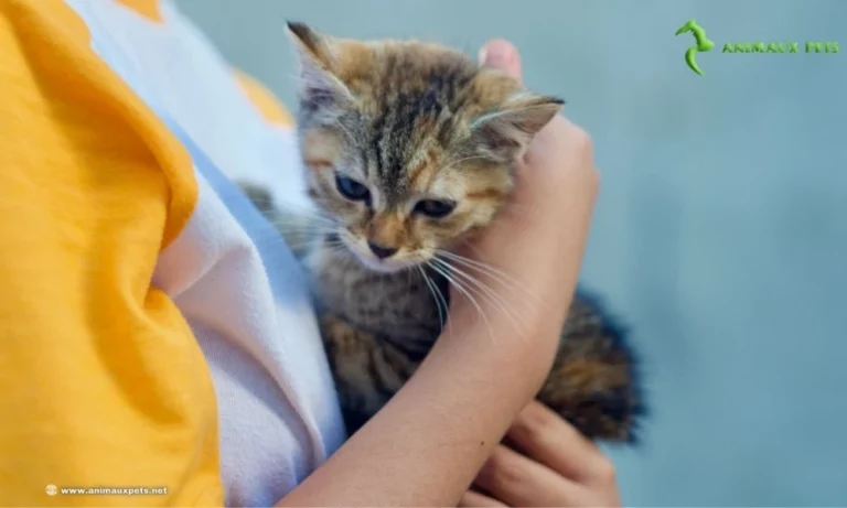 9 Conseil Avant D'adopter un Chaton