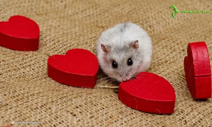 Découvrir la Race de Hamster Sibérien