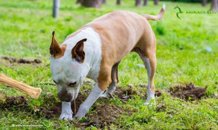 chiens d'enterrer leurs os