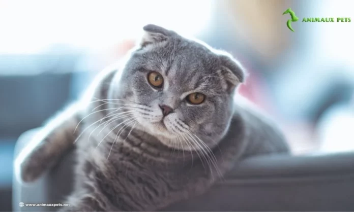 Découvrir L'adorable Chat Scottish Fold