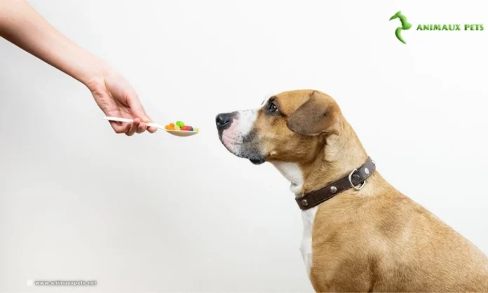 Croquettes pour chien âgé ou alimentation ménagère