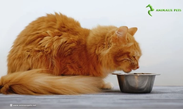 Croquettes pour chat âgé ou alimentations humides