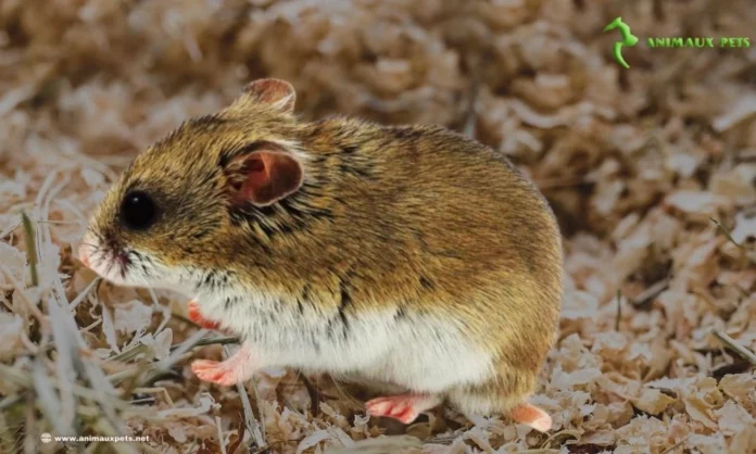 Découvrir le Hamster Chinois