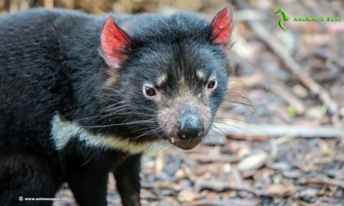 Animaux en Voie de Disparition