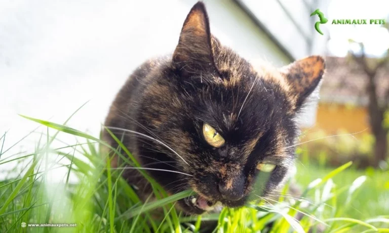 Les chats mangent de l'herbe