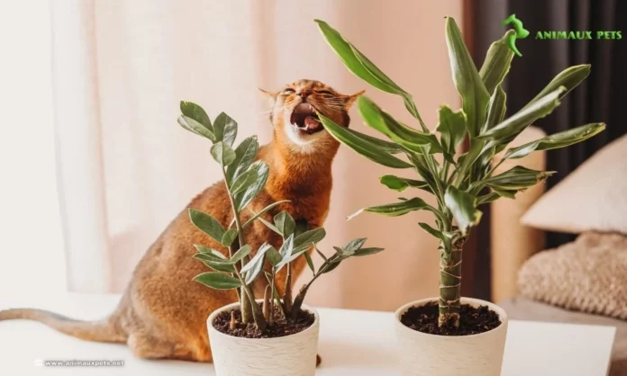 Mon chat gâte mes plantes d'intérieur