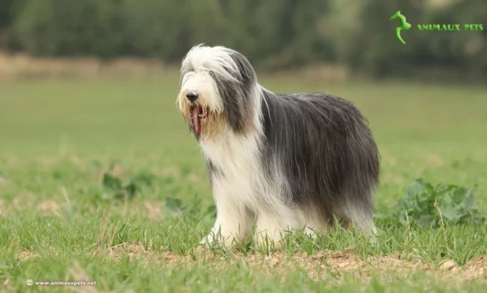 Chien Le Bearded Collie