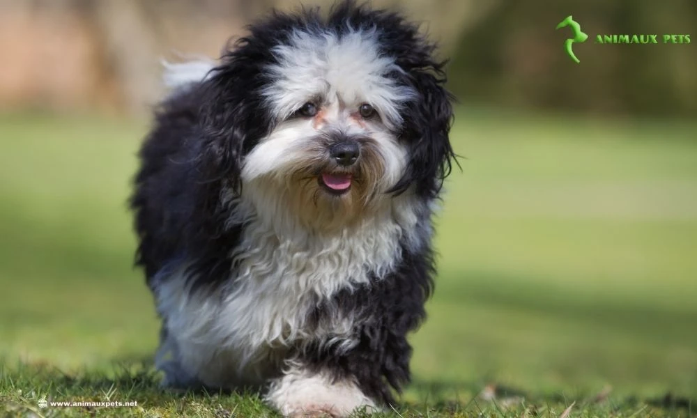 Chien Le Bearded Collie