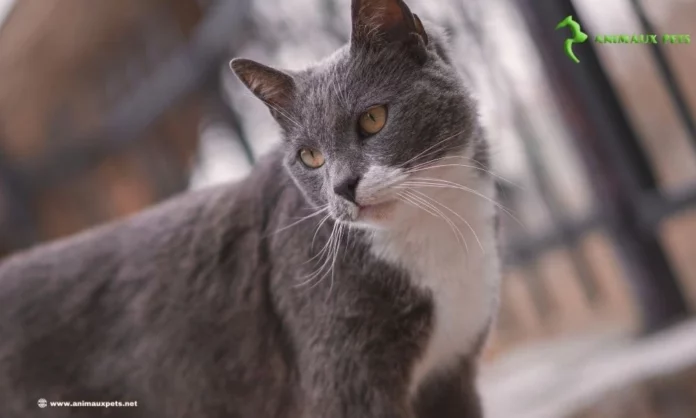 Le chat Brazilian Shorthair