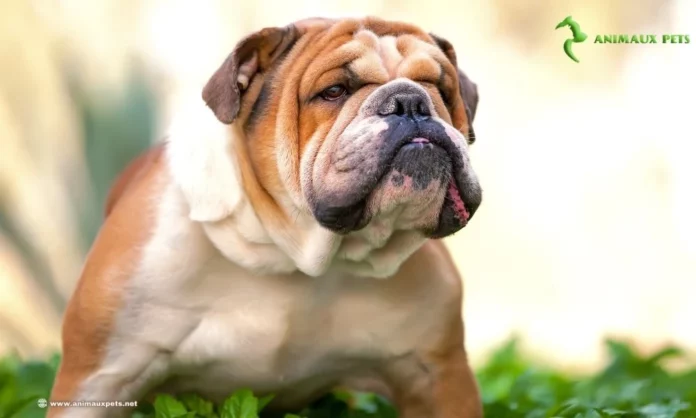 Race de chien Le Bulldog Anglais