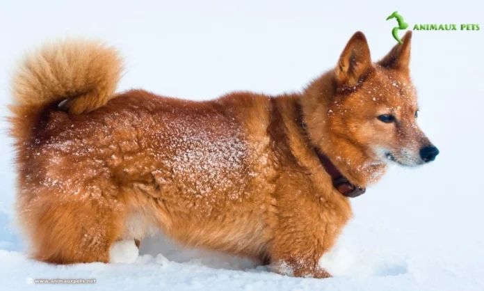 Race de chien Le Spitz Finlandais