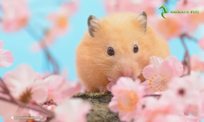 Découvre la Race du Hamster Doré 