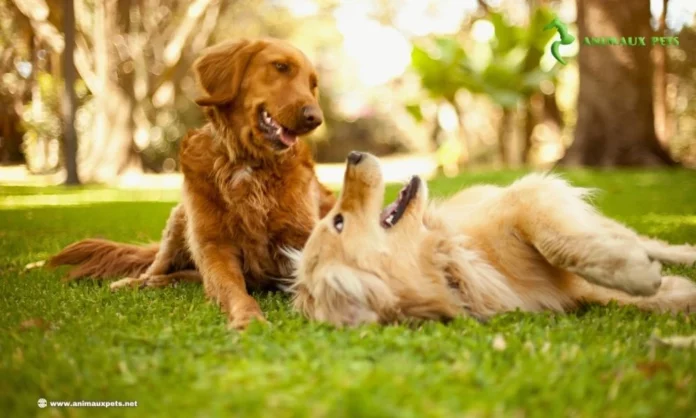 Chien Mâle ou Femelle les Avantages et Désavantages Entre Eux