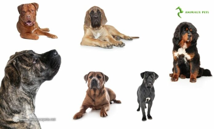 Les Mastiffs : Une Race à Part Entière ou une Description de Diverses Races?