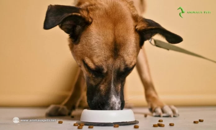 Glouton Chez les Chiens