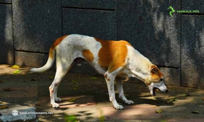 Vomissements chez les Chiens - Pour quelles Raisons ?