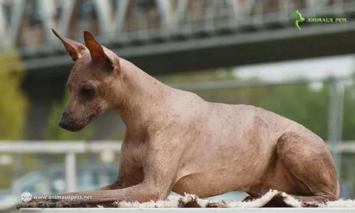 Péruvien Orchidée Inca - Découvrir Cette Magnifique Race de Chien