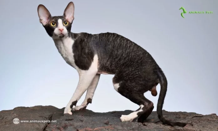 Cornish Rex - Découvrir Cette Race de Chat