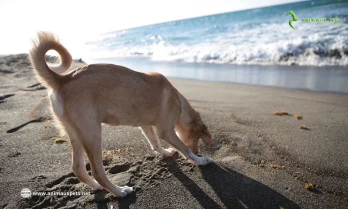 La Giardiose chez le chien