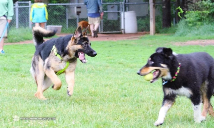 Protéger la Santé Votre Chien