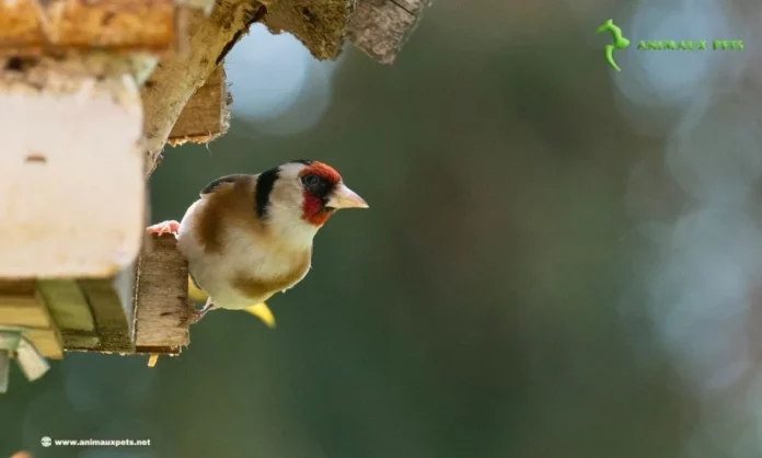 Chardonneret : Conseils pour rendre cet oiseau présent dans votre jardin