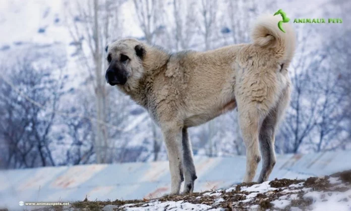 Découvrez la Race de Chien Kangal ou Berger d'Anatolie