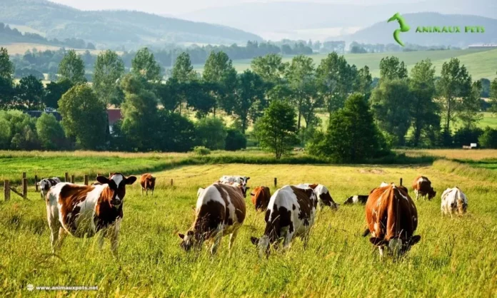 Race de Vaches