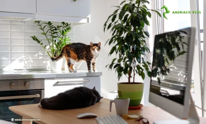 10 astuces pour bien éduquer un Chat en appartement