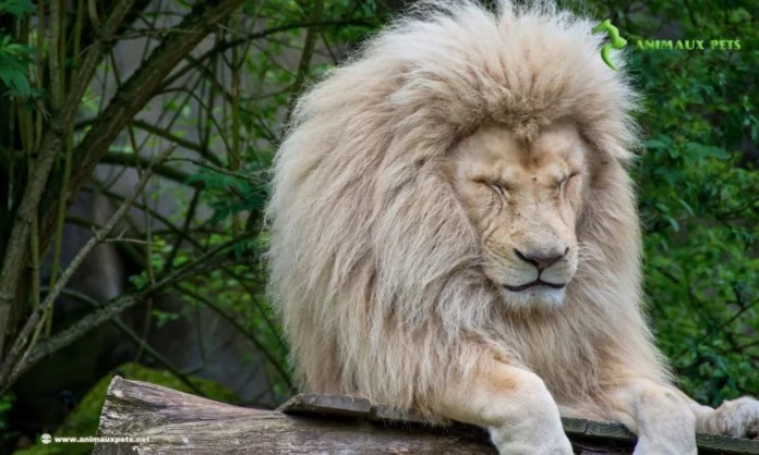 Le Lion blanc est-il Réel ou Imaginaire?