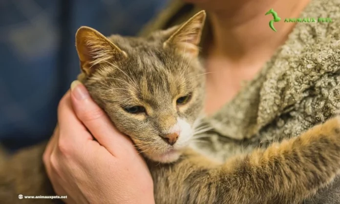 chat et son propriétaire