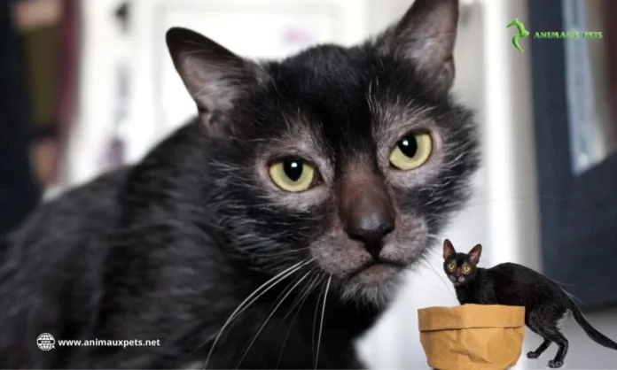 Chat loup-garou le Lykoï